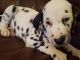 Dalmatian Puppies for sale in Columbia, SC, USA. price: NA