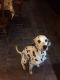 Dalmatian Puppies for sale in AR-98, Emerson, AR 71740, USA. price: NA