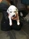 Dalmatian Puppies for sale in Maryland City, MD, USA. price: NA