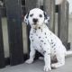 Dalmatian Puppies for sale in Alberta Ave, Staten Island, NY 10314, USA. price: NA