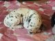 Dalmatian Puppies for sale in New York, IA 50238, USA. price: NA