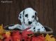 Dalmatian Puppies for sale in Los Angeles, CA 90005, USA. price: NA