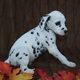Dalmatian Puppies for sale in Los Angeles, CA 90005, USA. price: NA