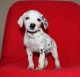 Dalmatian Puppies for sale in Colorado Blvd, Denver, CO, USA. price: NA