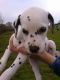 Dalmatian Puppies for sale in England, AR 72046, USA. price: NA