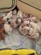 Dalmatian Puppies for sale in Washington, DC, USA. price: $475