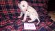 Dalmatian Puppies for sale in Troy, NC 27371, USA. price: NA