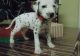 Dalmatian Puppies for sale in Ararat, NC 27007, USA. price: NA