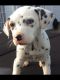 Dalmatian Puppies for sale in Indianapolis, IN 46259, USA. price: $600