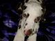 Dalmatian Puppies for sale in Beech Grove, IN, USA. price: $750