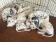 Dalmatian Puppies for sale in Jacksonville, FL, USA. price: NA