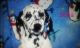 Dalmatian Puppies for sale in Delaware, OH 43015, USA. price: NA