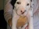 Dalmatian Puppies for sale in SC-14, Fountain Inn, SC 29644, USA. price: NA