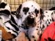 Dalmatian Puppies for sale in San Diego County, CA, USA. price: NA