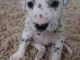 Dalmatian Puppies for sale in Chicago, IL, USA. price: NA