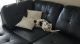 Dalmatian Puppies for sale in Fairfax, VA 22033, USA. price: NA