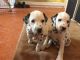 Dalmatian Puppies for sale in California, MD, USA. price: NA