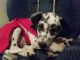 Dalmatian Puppies for sale in Berks County, PA, USA. price: NA