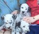 Dalmatian Puppies for sale in Washington, DC, USA. price: $500