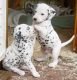 Dalmatian Puppies for sale in Chennai, Tamil Nadu, India. price: 1000 INR