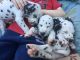 Dalmatian Puppies for sale in Washington, DC, USA. price: $500