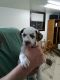 Dalmatian Puppies for sale in Indianapolis, IN, USA. price: $600