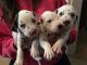 Dalmatian Puppies for sale in Carrollton, TX, USA. price: NA