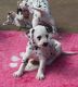 Dalmatian Puppies for sale in Nashville, TN, USA. price: NA