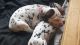 Dalmatian Puppies for sale in Detroit, MI, USA. price: NA