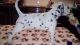 Dalmatian Puppies for sale in Pottsboro, TX 75076, USA. price: NA
