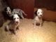 Dalmatian Puppies for sale in Spartanburg School District 03, SC, USA. price: NA