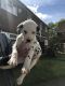 Dalmatian Puppies for sale in Bowman, SC 29018, USA. price: NA