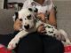 Dalmatian Puppies for sale in PA-18, Albion, PA, USA. price: NA
