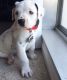 Dalmatian Puppies for sale in Longport, NJ 08403, USA. price: NA