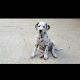 Dalmatian Puppies for sale in Branford, FL 32008, USA. price: NA