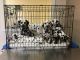 Dalmatian Puppies for sale in Waycross, GA, USA. price: $900