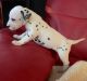 Dalmatian Puppies for sale in Washington, DC, USA. price: NA