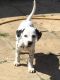 Dalmatian Puppies for sale in Hookstown Grade Rd, Clinton, PA 15026, USA. price: NA