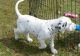 Dalmatian Puppies for sale in Basking Ridge, NJ 07920, USA. price: NA