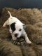 Dalmatian Puppies for sale in West Springfield, MA, USA. price: $500