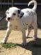 Dalmatian Puppies for sale in Santa Cruz, CA, USA. price: NA