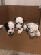 Dalmatian Puppies for sale in Miami, FL, USA. price: NA