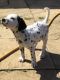 Dalmatian Puppies for sale in AL-134, Dothan, AL 36303, USA. price: $300