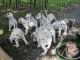 Dalmatian Puppies for sale in Clarks Summit, PA 18411, USA. price: NA