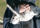 Dalmatian Puppies for sale in Louisville, KY 40241, USA. price: $300