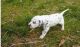 Dalmatian Puppies for sale in Reading, PA 19605, USA. price: NA