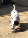 Dalmatian Puppies for sale in Pennsylvania Turnpike, Pennsylvania, USA. price: NA