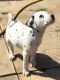 Dalmatian Puppies for sale in Pennsylvania Turnpike, Pennsylvania, USA. price: NA