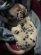 Dalmatian Puppies for sale in Georgia Dome Dr, Atlanta, GA 30313, USA. price: NA