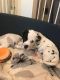 Dalmatian Puppies for sale in Olympia, WA, USA. price: NA